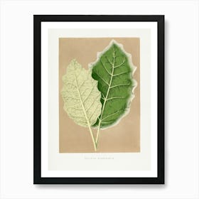 Vintage Botanical _2643237 Art Print