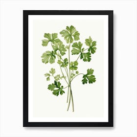 Cilantro Vintage Botanical Herbs 6 Art Print