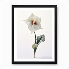 Pressed Wildflower Botanical Art Wild Ginger 2 Art Print