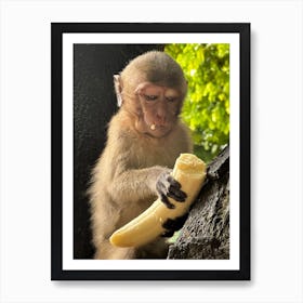 Monkey Eating Banana 1 Art Print