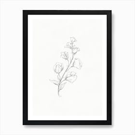 Sweetpea Sketch Art Print