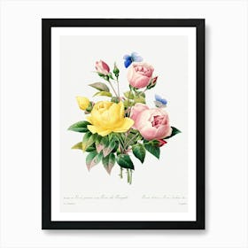 Yellow Rose And Cabbage Rose, Pierre Joseph Redoute Art Print