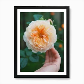 English Roses Painting Rose In A Hand 1 Art Print