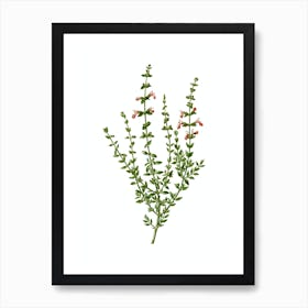 Vintage Cat Thyme Plant Botanical Illustration on Pure White Art Print