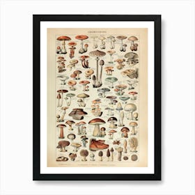 Vintage Botanical Mushroom Wall Art - Antique Botanical Illustration for Nature Lovers Art Print