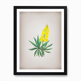 Vintage Yellow Perennial Lupine Flower Botanical on Parchment n.0276 Art Print