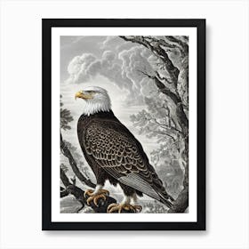 Bald Eagle Haeckel Style Vintage Illustration Bird Art Print