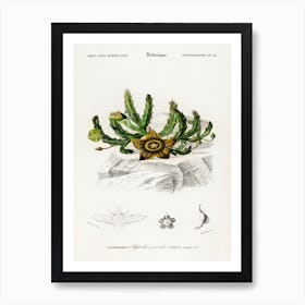 Carrion Flower, Charles Dessalines D'Orbigny Art Print