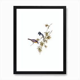Vintage Pretty Leaden Flycatcher Bird Illustration on Pure White Art Print