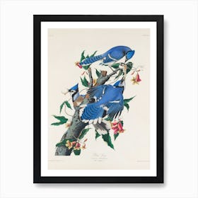 Blue Jay Art Print