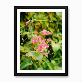 Pink Flowers in the Caribbean Art Print