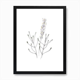 Delicate Lavender Illustration Art Print