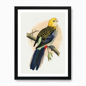 Cockatoo 5 Art Print