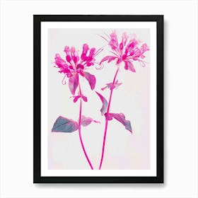 Hot Pink Bee Balm 2 Art Print