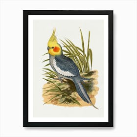 Cockatoo 6 Art Print