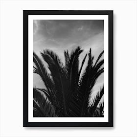 Black & White Palm Leafs Art Print