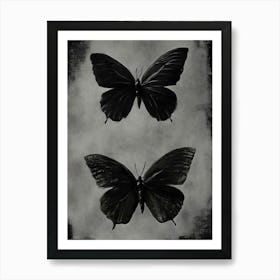 Black Butterflies Art Print