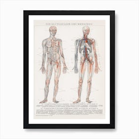 Antique Lithograph Of The Human Art Print