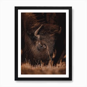 Warm Autumn Bison Art Print