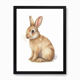 Polish Rex Rabbit Kids Illustration 4 Art Print