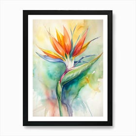 Bird Of Paradise 1 Art Print