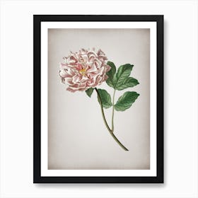 Vintage Tree Peony Botanical on Parchment n.0012 Art Print