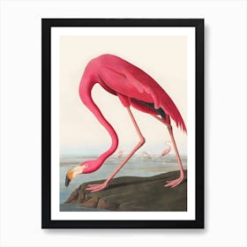 Pink Flamingo From Birds Of America by John James Audubon (1827), Etched By Robert Havell Art Print