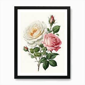 Vintage Galleria Style Rose Art Painting 33 Art Print