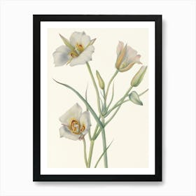 Vintage Botanical Mary Vaux Walcott _2732420 Art Print