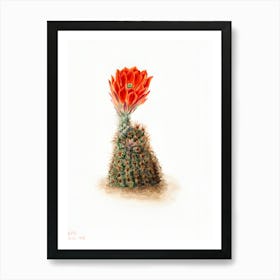 Cactus Flower 13 Art Print
