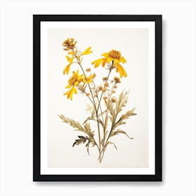 Pressed Wildflower Botanical Art Golden Ragwort 2 Art Print