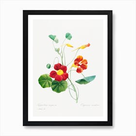 Monk'S Cress, Pierre Joseph Redouté Art Print