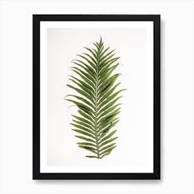 Leaf Study 01 Art Print