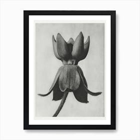 Common Milkweed, Karl Blossfeldt Art Print