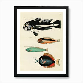 Colourful And Surreal Illustrations Of Fishes Found In Moluccas (Indonesia) And The East Indies, Louis Renard(12) Art Print