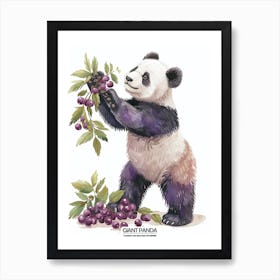Giant Panda Picking Berries Poster 6 Art Print
