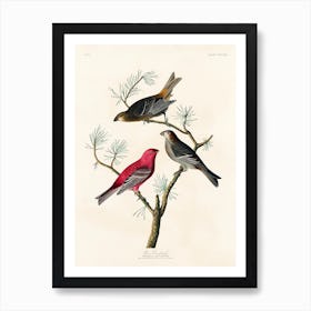 Pine Grosbeak, Birds Of America, John James Audubon Art Print