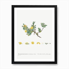 Mesembryanthemum Echinatum, Pierre Joseph Redoute Art Print