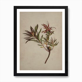 Fynbos 1 Art Print