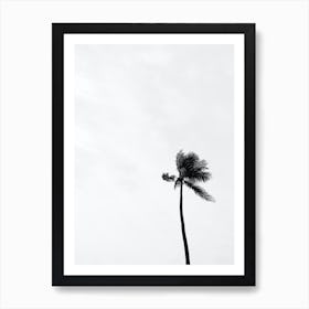 Black And White Photo Of A Palm Tree Art Print