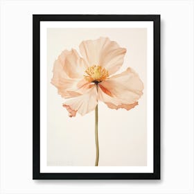 Pressed Flower Botanical Art Poppy 2 Art Print