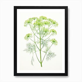 Dill Vintage Botanical Herbs 2 Art Print