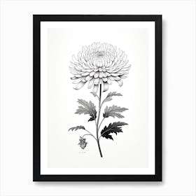 Chrysanthemums Flower Vintage Botanical 2 Art Print