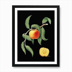 Vintage Peach Botanical Illustration on Solid Black n.0953 Art Print
