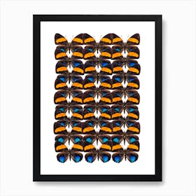 Three Rows Of Butterflies Art Print