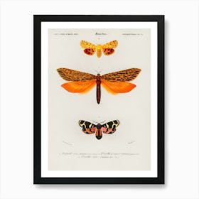 Moths Art Print