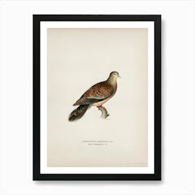 Oriental Turtle Dove, The Von Wright Brothers Art Print