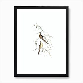 Vintage Tawny Grassbird Bird Illustration on Pure White n.0405 Art Print