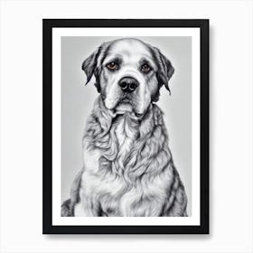 American Water Spaniel B&W Pencil Dog Art Print