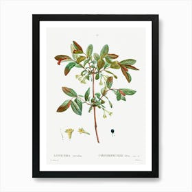 Honeyberry, Pierre Joseph Redoute Art Print